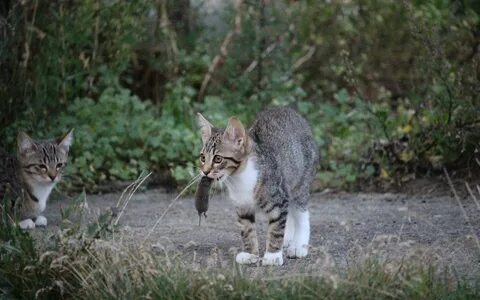 Котята охотятся