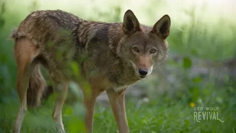 Видео wolf