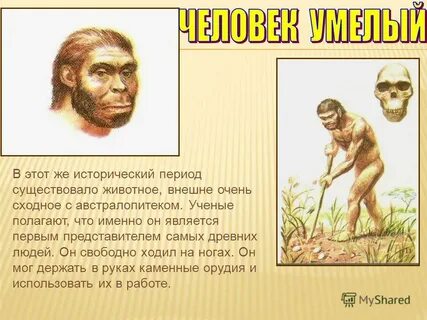 Положение человека в животном мире презентация
