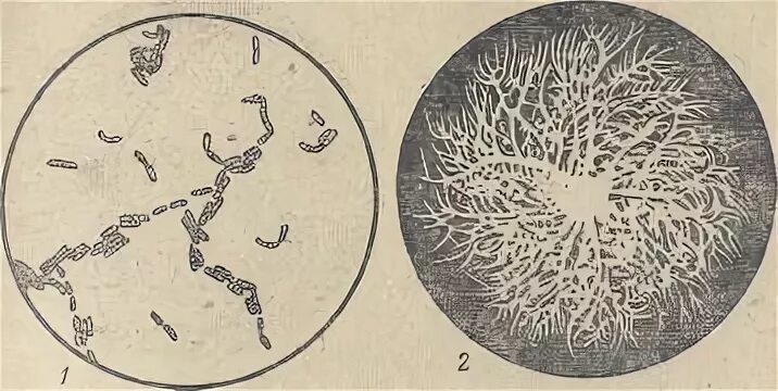Картофельная палочка bacillus subtilis var mesentericus. Бациллюс субтилис bacillus subtilis. Бактерии bacillus pumilus. Bacillus mesentericus. Bacillus subtilis споры.