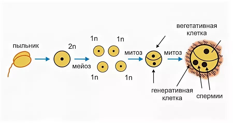 Формирование мужского гаметофита у цветковых растений. Образование спермиев у цветковых растений. Строение пыльцевого зерна покрытосеменных. Образование мужских половых клеток у растений. Образование неспециализированной клеточной массы развитие генеративных