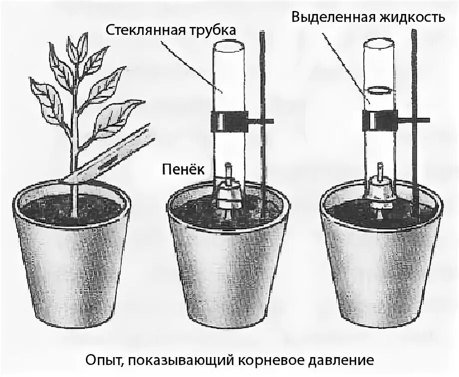 У какого растения корневое давление сильнее. Корневое давление схема. Опыт Корневое давление. Опыт доказывающий наличие корневого давления. Опыт корневого давления растений.