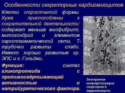 Кардиомиоциты функции