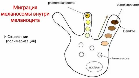 Меланогенез это