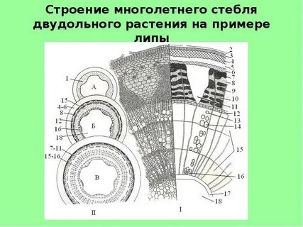 Пучковый тип строения стебля