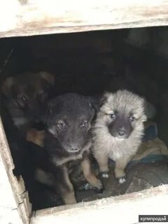 Добрые руки ростовская область