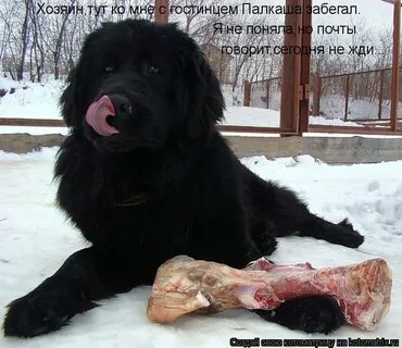 Хозяин звонит