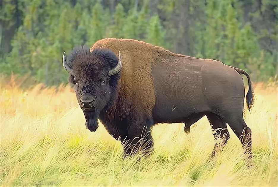 Бизон латифронс. Африканский бизон. Gnu bison. Лесной бизон (в канаде) (bison bison athabascae). Бизон фото.