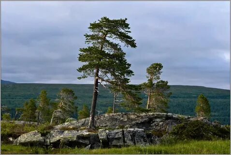 Сосна лапландская