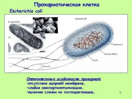 Деление прокариотической клетки