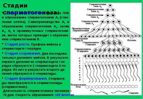 Гаплоидные сперматиды