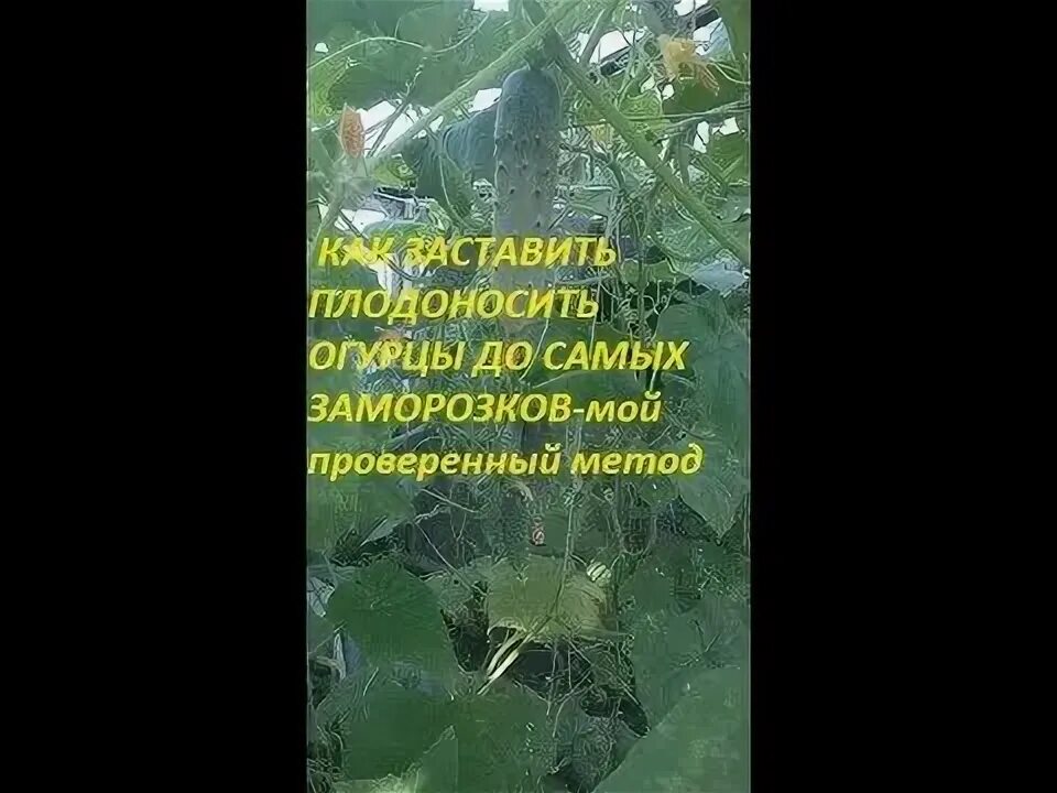 Огурцы в теплице плохо плодоносят. Огурцы в теплице плохо плодоносят