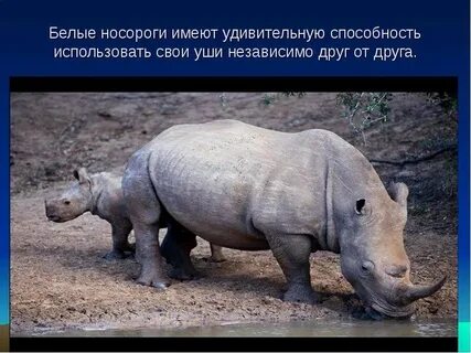 Животные международной красной книги белый носорог