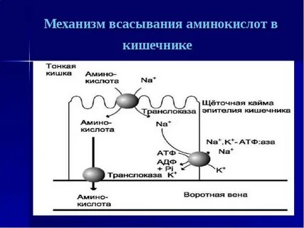 Пути всасывания аминокислот в кишечнике биохимия