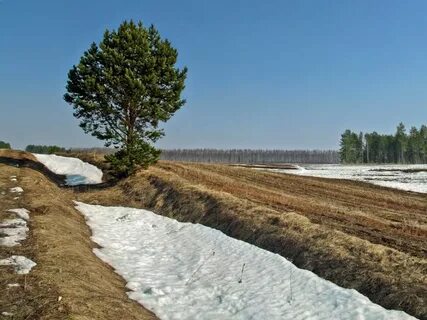 Быстро тает снег на полях