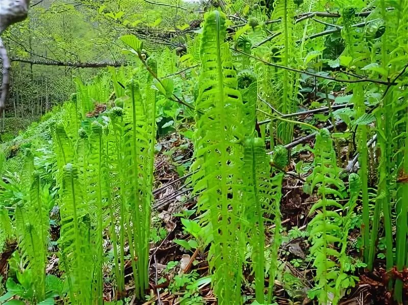 Палеозойская эра псилофиты. Драконьи деревья сокотра йемен. Первые растения планеты земля. Плауны палеозойская эра. Псилофиты и риниофиты.