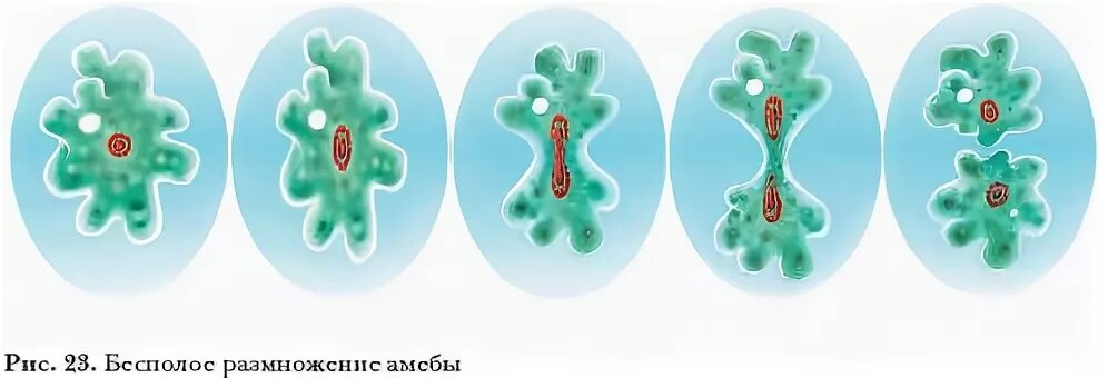 Деление клетки пополам. Бесполое размножение амёбы. Деление амебы бесполое размножение. Бесполое размножение деление клетки.