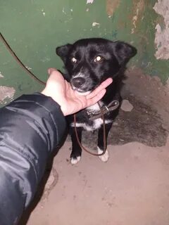 Найдена собака москва и область