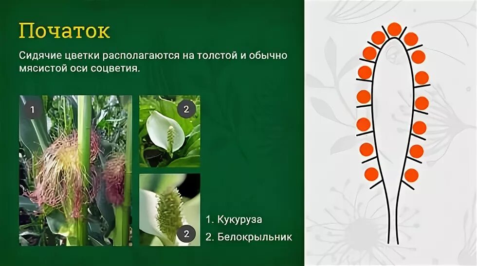 Как выглядит сидячее растение