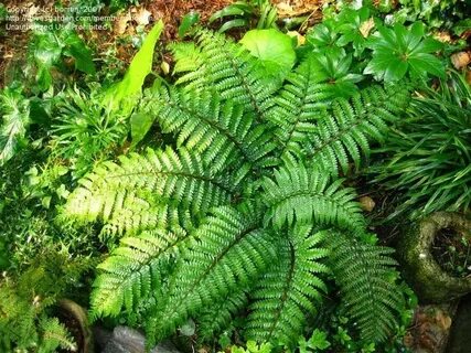 Skin plants