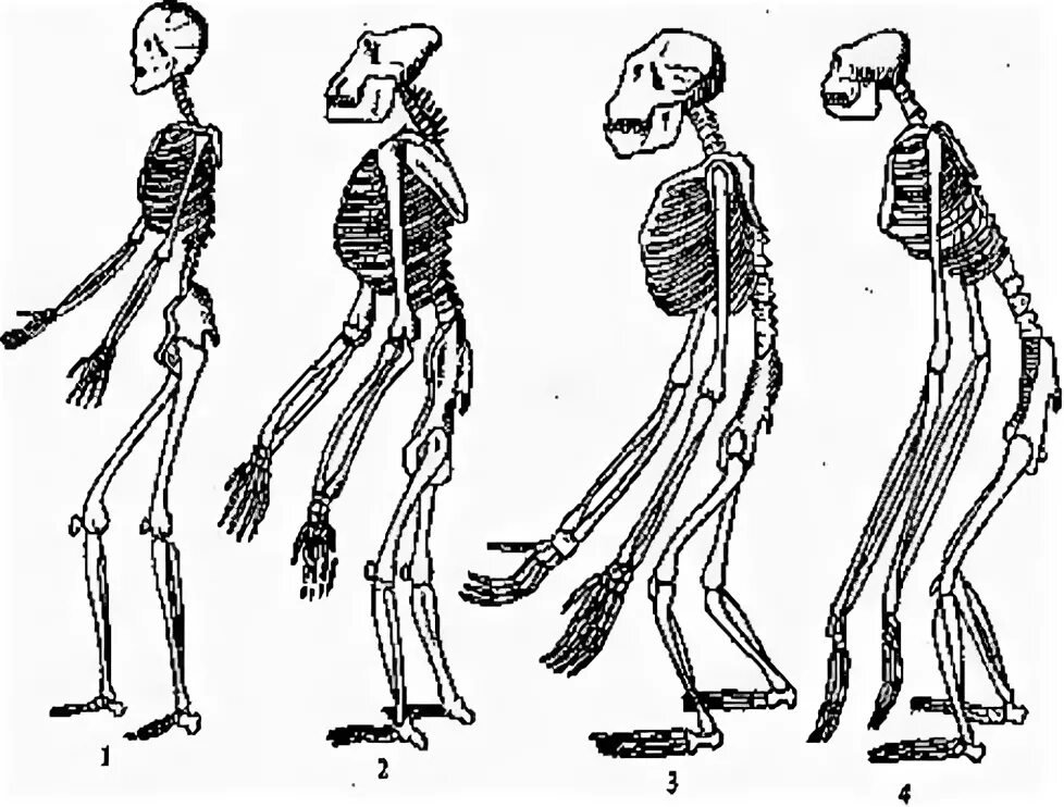Скелет человека и человекообразных обезьян. Строение человекообразных обезьян. Строение скелета человека и обезьяны. Скелет человекообразной человекообразной обезьяны.