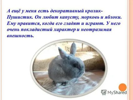 Кролики рассказ 1 класс