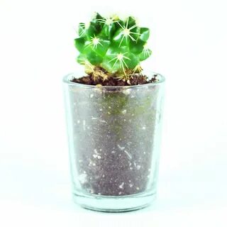 Micro plants