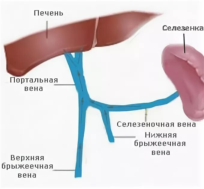 Тромб в печени