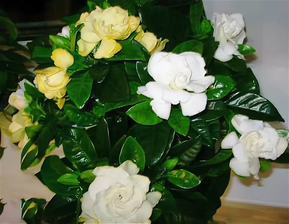 Gardenia Plant House plants indoor, Gardenia plant, Plant problems