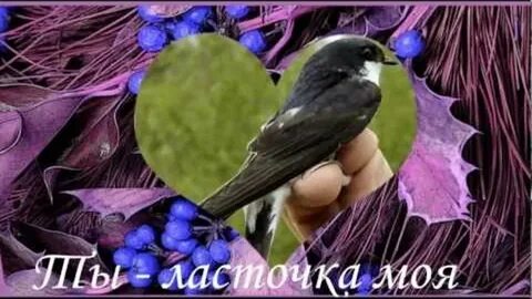 Любимая ласточка