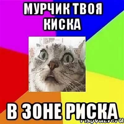 Песни киской я буду твоей. Киска прикол. Мая киска твоя миска. Кошки любовь. Твоя киска картинки.