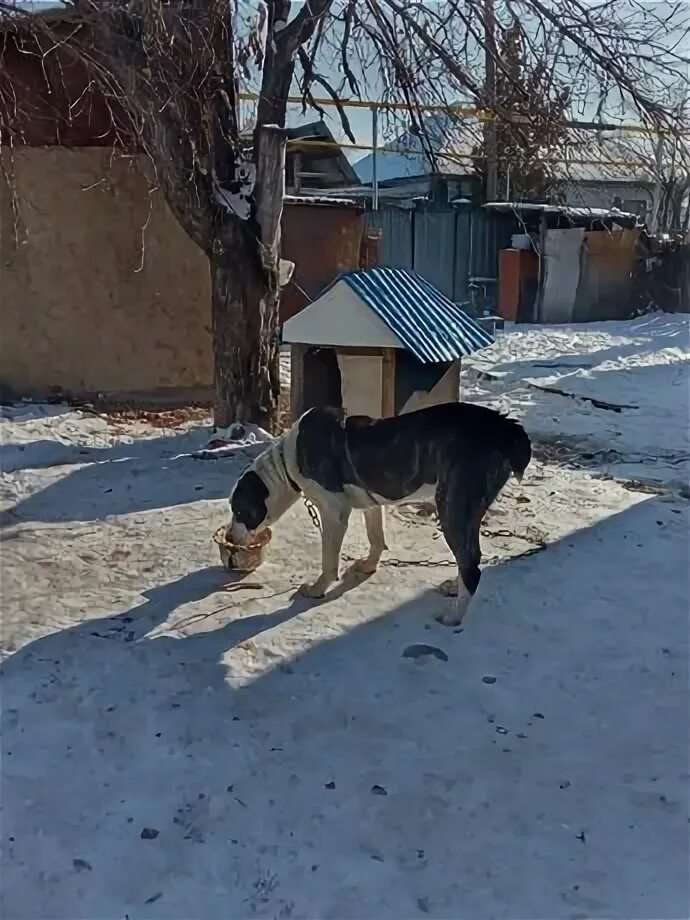 Собаки талдыкорган. Собаки талдыкорган