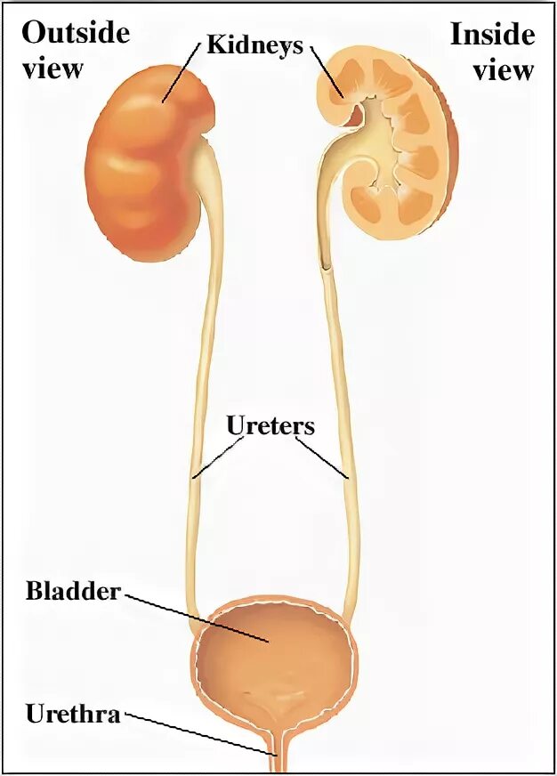 Kidneys bladder