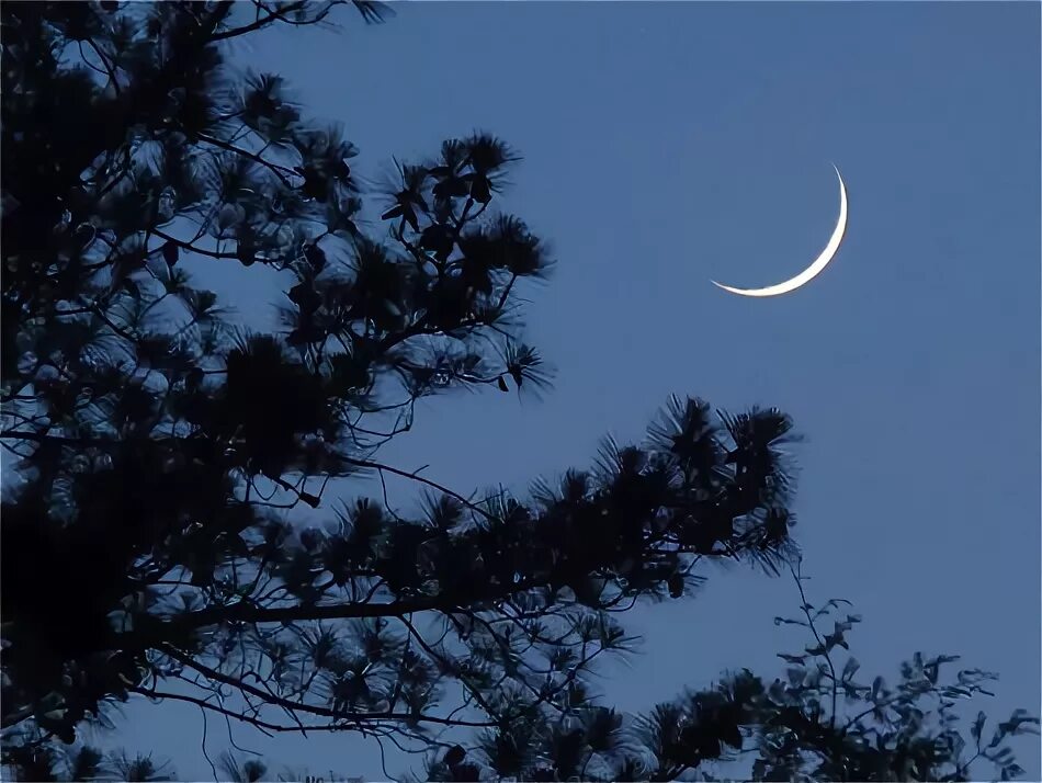 месяц рогами вверх фото. луна рожками вверх. молодой месяц. растущая луна. новолуние растущая луна.