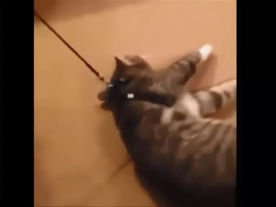Кот притворился видео. Кот который притворился игрушкой. кот не хочет идти гулять притворяется мертвым. кот притворяется мертвым. кот притворился игрушкой видео.