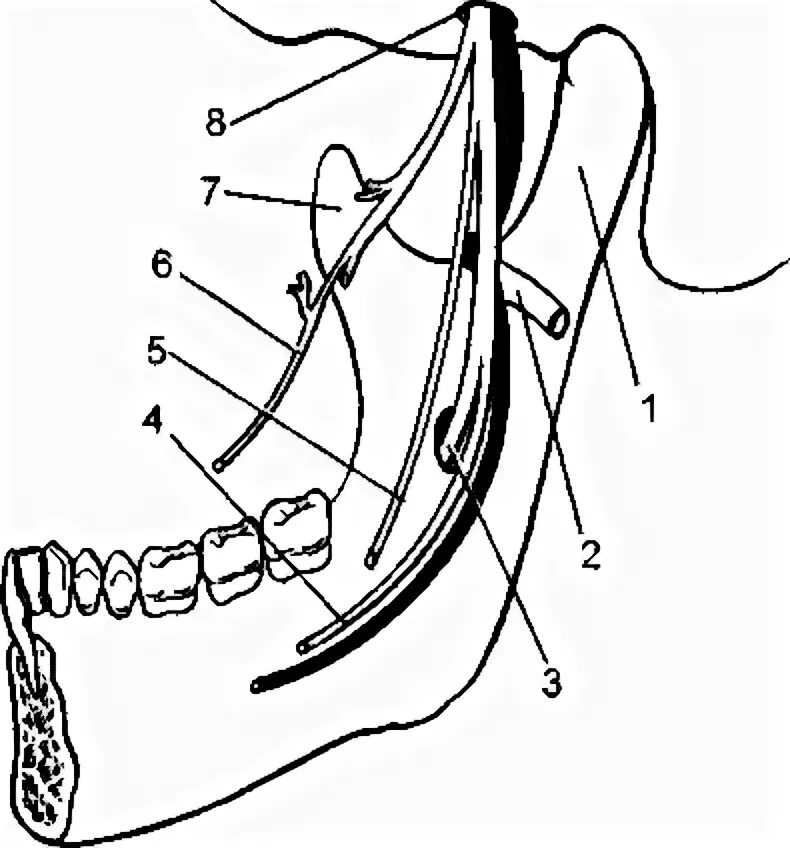 Анестезия по гейтсу. Нижнечелюстной нерв и мандибулярная анестезия. Анестезия нижнечелюстного нерва. Мандибулярная анестезия анатомия. Проводниковая анестезия торусальная.