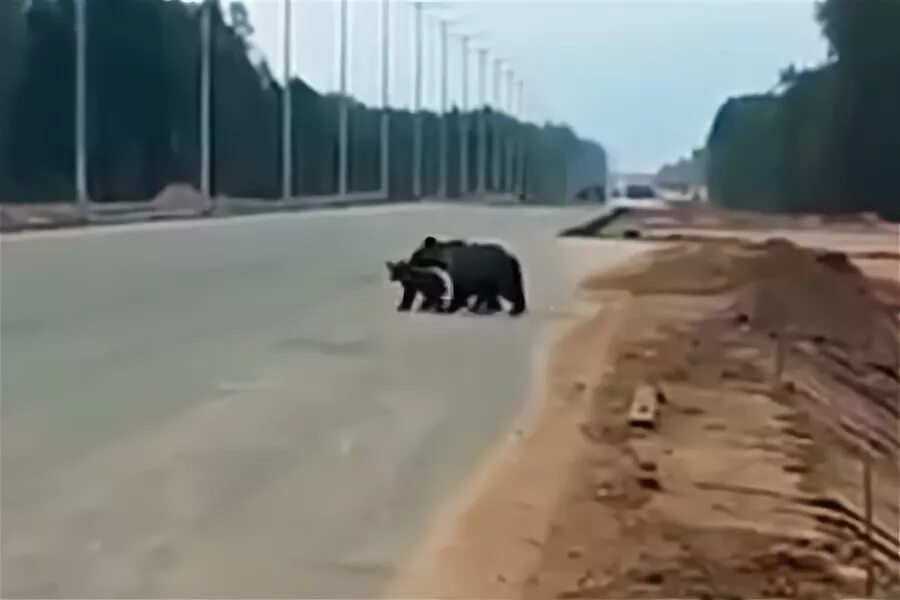 Медведица вышла из берегов