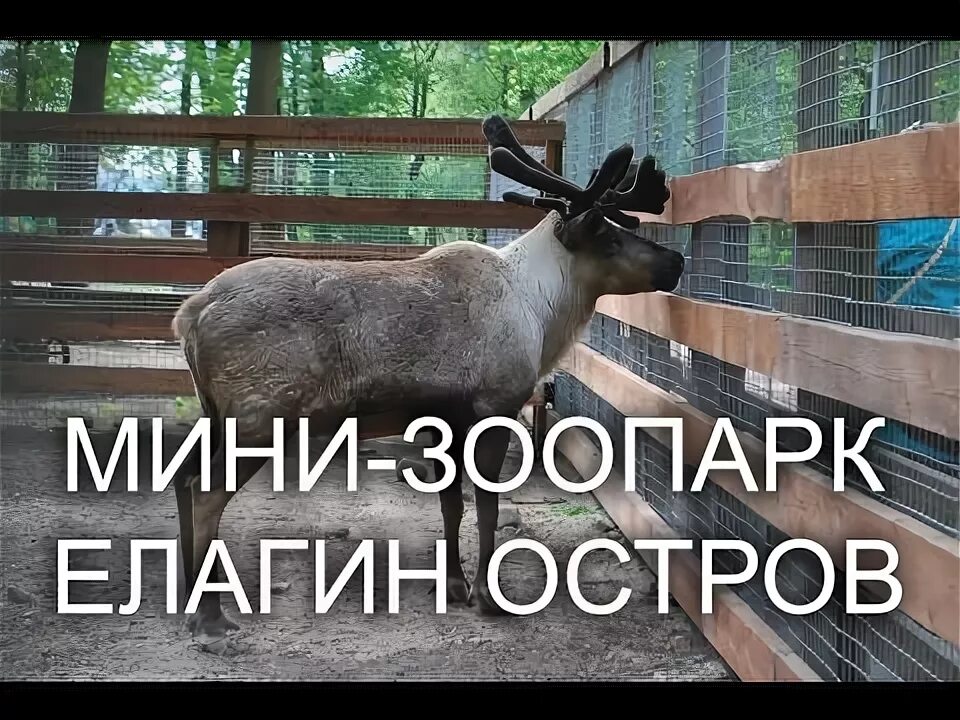 Мини-зоопарк ЦПКиО им. С. М. Кирова, осёл, вольер животных, Санкт-Петербург, Ела