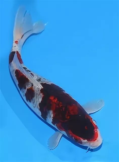 Кои аи. Карп кои коромо шусуи.