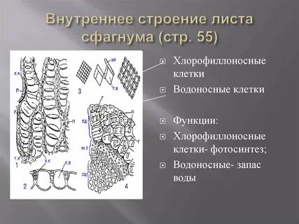 Водоносные клетки
