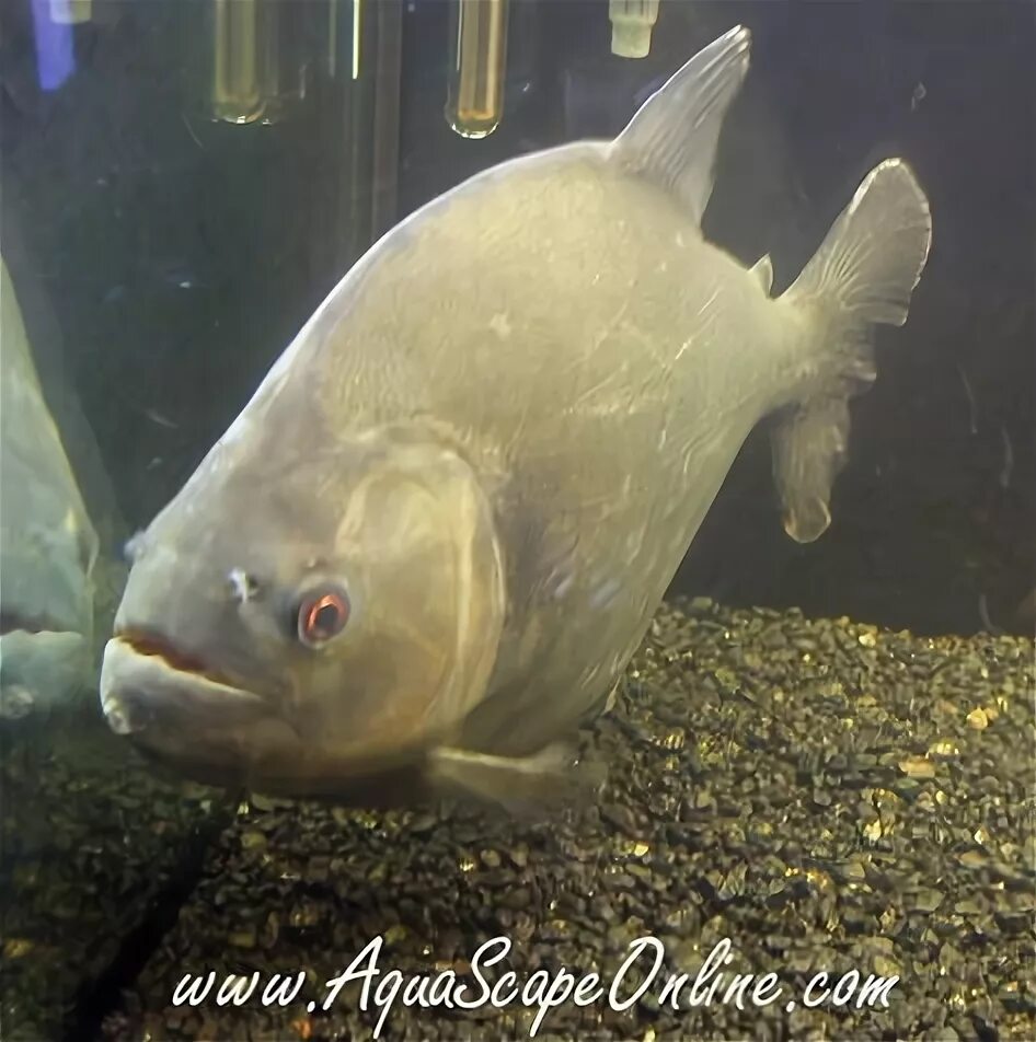 пиранья черное солнце