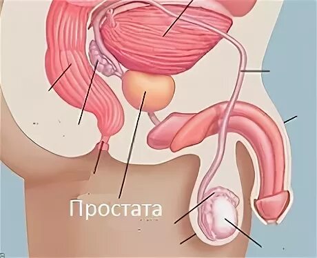 Где находится простата. Простата у мужчин. где находится простата у мужчин. где находится простата картинки. где находится простата у мужчин фото.