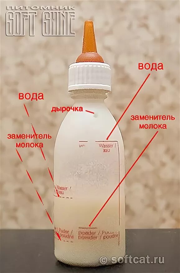 Смесь для кормления новорожденных котят. Бутылочка для кормления котят своими руками. Бутылка для смеси. Бутылочка для кормления новорожденного котенка.