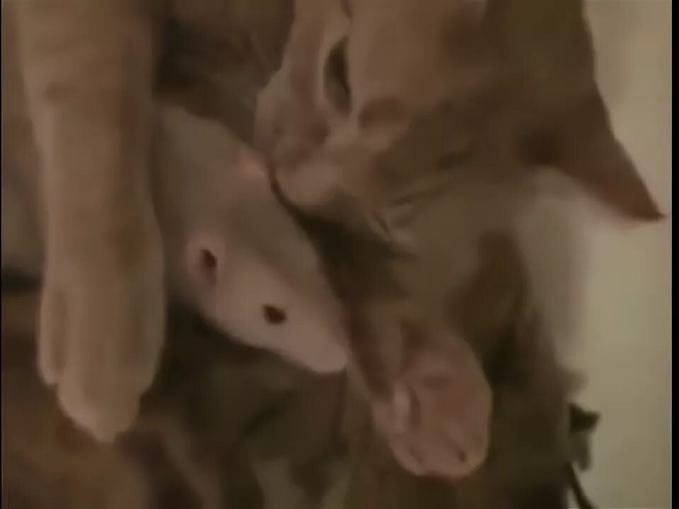 Кот и крыса. Кот и крыса видео. Кот и крыса видео. Кот охотится. Кот и крыса видео.