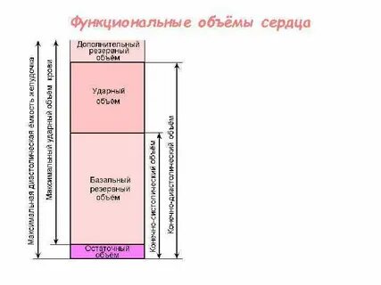 Объем сердца