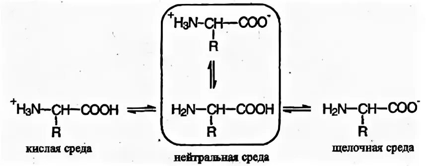 Функциональная группа cooh входит в состав. Ионизация аминокислот в щелочной среде. Аминокислоты в водном растворе. Ионизация лизина. Лизин щелочная.