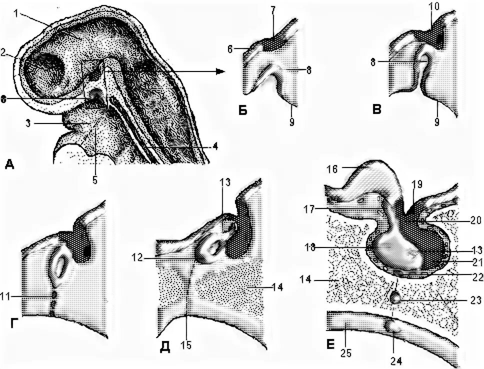 гипофиз развивается. строение гипофиза животных. гипофиз строение и функции. гипофиз строение. карман ратке гипофиза гистология.