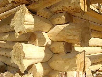 Бревенчатый корень
