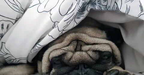 Сонное утро
