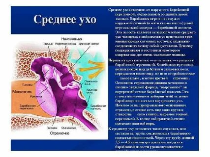 Стенки уха